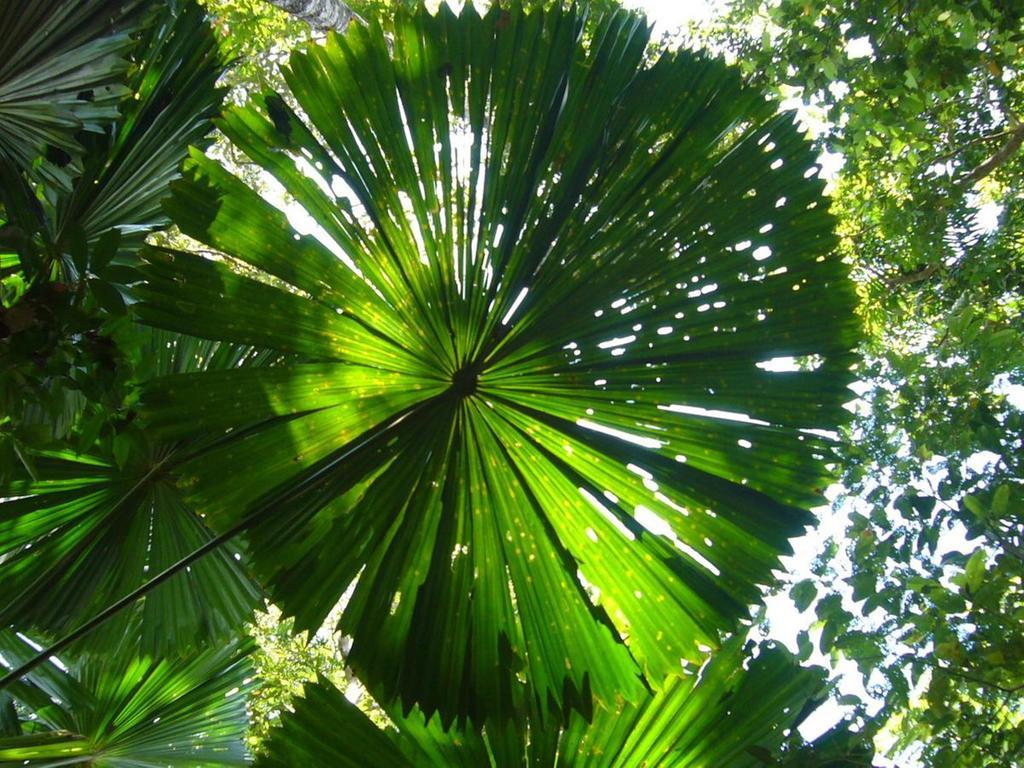 Port Douglas Retreat Eksteriør billede